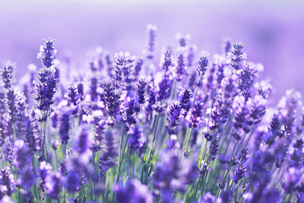 lavender for sleep